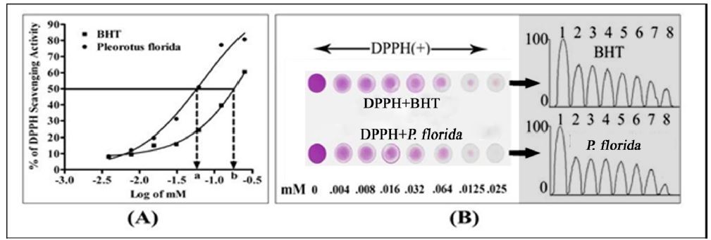 DPPH-scavenging activity of P. florida . (A). The IC50 values of P. florida . Data are the mean Â± SEM of triplicate determinations. IC50 values were calculated by fitting the data to nonlinear regression analysis equitation [dose-response]. (B). Comperative DPPH- deactivating activity of BHT and P. florida . TLC plate was stained initially with 8.0 ï­l solution DPPH. After air dry the spots were reloaded with 8 Âµl volume of butylated hydroxyl toluene (BHT) and P. florida extract at equimolar concentration. The stable DPPH free radicals were clearly deactivated by the antioxdants (BHT and extract), as indicated by the gradual lightening of the DPPHâ€™s purple color of the spots. The scavenging effects were dose dependent. The color of the spots was digitized and calculated by using NIH ImageJ analyzer (Right panel).